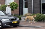 Wilnis 25 mei 2025
Andre Hazes gaat sporten en daarna komt Monique Westenberg met zoon Andre Hazes jr de hond brengen bij zijn huis .
Andre en Monique geven elkaar een knuffel .