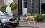Wilnis 25 mei 2025
Andre Hazes gaat sporten en daarna komt Monique Westenberg met zoon Andre Hazes jr de hond brengen bij zijn huis .
Andre en Monique geven elkaar een knuffel .