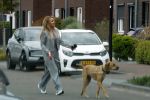 Wilnis 25 mei 2025
Andre Hazes gaat sporten en daarna komt Monique Westenberg met zoon Andre Hazes jr de hond brengen bij zijn huis .
Andre en Monique geven elkaar een knuffel .