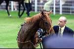 Ascot (Engeland ) 17 juni 1999
Ascot races met veel hoeden
Het paard van Koning Elizabeth