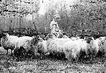 Pre Historisch centrum met het eerste lammetje
Schapen  Schapenhoedster