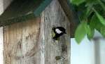 Eindhoven, 12 mei 2001
Koolmeesje in haar vogelkooitje om haar jonge te voeden