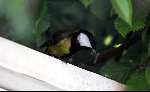 Eindhoven, 12 mei 2001
Koolmeesje in haar vogelkooitje om haar jonge te voeden