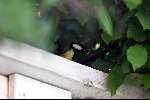 Eindhoven, 12 mei 2001
Koolmeesje in haar vogelkooitje om haar jonge te voeden