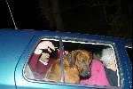 St Georges 28 februari 2003
Prinses Margarita met haar hond op weg naar het politieburo Edwin de Roy v Zuydewijn