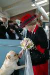 Amstelveen 14 mei 2003
Koningin Beatrix bij blindengeleidehond instituut
Labrador