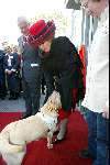 Amstelveen 14 mei 2003
Koningin Beatrix bij blindengeleidehond instituut
Labrador