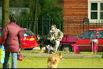 Amsterdam 16 maart 2002
Martijn Krabbe met hond