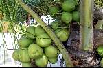 28 maart 2003 Fernando de Noronha  Brazilie 
Cocosnoten
Fernando de Nolronha