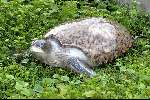 Fernando de Noronha 28 maart 2003
Reuze schildpad