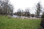 Nigtevecht 17 maart 2005
Nieuwe huis van Wendy v Dijk op Zwaanwijck. vijver