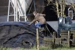 Hei en Boeicop 4 maart 2020
Boer Willem een van de deelnemers van het nieuwe seizoen van boer zoekt vrouw . Willem bij zijn huis / boerderij . Ook zijn moeder is aanwezig . Matthijs Albers van Story is er ook bij .