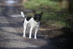 Hei en Boeicop 4 maart 2020
Boer Willem een van de deelnemers van het nieuwe seizoen van boer zoekt vrouw . Willem bij zijn huis / boerderij . Ook zijn moeder is aanwezig . Matthijs Albers van Story is er ook bij .hond