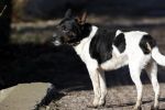 Hei en Boeicop 4 maart 2020
Boer Willem een van de deelnemers van het nieuwe seizoen van boer zoekt vrouw . Willem bij zijn huis / boerderij . Ook zijn moeder is aanwezig . Matthijs Albers van Story is er ook bij .hond