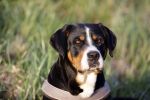 Wolphaartsdijk 18 maart 2020
Broer Bastiaan van boer zoekt vrouw met zijn hond