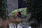 Blaricum 14 februari 2020
Marco Borsato met rode rozen bij zijn huis . Het is valentijnsdag. Er lopen meerdere werklui rond bij de villa van Marco en leontien