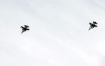 Amsterdam 25 februari 2021
Gevechtsvliegtuigen F16 boven Amsterdam zuid