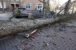 Amsterdam 19 februari 2022
Ellemieke Vermolen is tijdens de storm onder een boom terecht gekomen met haar auto.