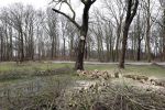 Noordwijkerhout 15 februari 2024
Op nde locatie gaan Maxime Meiland Martien Meiland en Erica Meiland twee huizen bouwen . De electriciteitsvoorxieningen staan er al en er zijn al meerdere bomen gekapt.