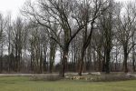 Noordwijkerhout 15 februari 2024
Op nde locatie gaan Maxime Meiland Martien Meiland en Erica Meiland twee huizen bouwen . De electriciteitsvoorxieningen staan er al en er zijn al meerdere bomen gekapt.