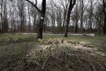 Noordwijkerhout 15 februari 2024
Op nde locatie gaan Maxime Meiland Martien Meiland en Erica Meiland twee huizen bouwen . De electriciteitsvoorxieningen staan er al en er zijn al meerdere bomen gekapt.