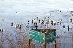 Zuiderwoude 18 januari 2024
Ijs op de wateren bij Zuiderwoude