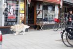 Amsterdam 10 april 2007
Maaike Widdershoven met haar hond aan het wandelen.