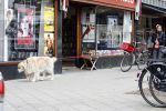 Amsterdam 10 april 2007
Maaike Widdershoven met haar hond aan het wandelen.