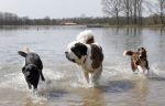 Busloo Apeldoorn 21 april 2013
Royal Canin organiseert grootste wandeltocht voor hond voor stichting Hulphond. Ambassadrices Anita Witzier Anouk Smulders en Martin Gaus lopen ook mee.
Peter Smulders bv