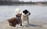 Busloo Apeldoorn 21 april 2013
Royal Canin organiseert grootste wandeltocht voor hond voor stichting Hulphond. Ambassadrices Anita Witzier Anouk Smulders en Martin Gaus lopen ook mee.
Peter Smulders bv
