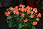 Amsterdam 16 mei 2013
Prinses  Beatrix Koning Willem Alexander en Koningin Maxima bij uitreiking appeltjes van Oranje op het paleijs op de dam. oranje rozen
Peter Smulders bv