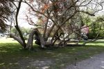 Soestdijk 26 april 2018
Pia Douwes op paleis Soestdijk.