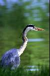 Reiger
