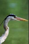 Reiger