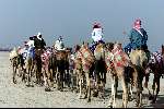 Dubai 8 mei 2001
Kamelendrijvers