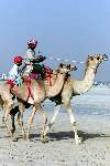 Nad Al Sheba Golfclub
Dubai 8 mei 2001
Kamelendrijvers