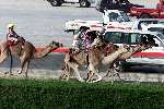 Dubai 8 mei 2001
Kamelendrijvers kamelenraces Erg jonge Kamelenjockeys ( v.a. 7 jaar) voor het rijden van wedstrijden en vooral het gokken voor de ouderen