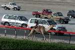 Nad Al Sheba Golfclub
Dubai 8 mei 2001
Kamelendrijvers kamelenraces Erg jonge Kamelenjockeys ( v.a. 7 jaar) voor het rijden van wedstrijden en vooral het gokken voor de ouderen