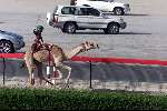 Nad Al Sheba Golfclub
Dubai 8 mei 2001
Kamelendrijvers kamelenraces Erg jonge Kamelenjockeys ( v.a. 7 jaar) voor het rijden van wedstrijden en vooral het gokken voor de ouderen