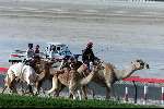 Nad Al Sheba Golfclub
Dubai 8 mei 2001
Kamelendrijvers kamelenraces Kamelenjockeys worden naar de start gebracht voor een nieuwe race de ouderen doen gokken