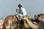 Nad Al Sheba Golfclub
Dubai 8 mei 2001
Kamelendrijvers kamelenraces Kamelejockeys