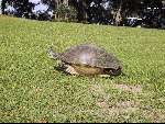 Inverness 14 oktober 2000
Golfdag op de LAKESIDE COUNTRY CLUB
reuzen schildpad