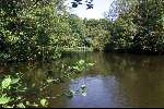 Amsterdam, 17 mei 2002
Vissen op karper in het amsterdams Bos