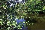 Amsterdam, 17 mei 2002
Vissen op karper in het amsterdams Bos