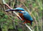 Ijsvogel