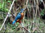 Ijsvogel