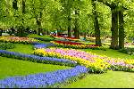 Lisse 6 mei 2003
keukenhof in lisse