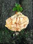 Paddestoel