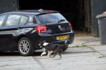 Wijdewormer 19 oktober 2018
Marnix Knetemann aan het werk op zijn boerderij. Zij zus Elise komt op bezoek met haar pas geboren baby.