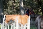 Boekel 10 oktober 2018
Steffi Verhagen aan het werk bij haar boerderij. In beokel zijn momenteel veel wolven waar jacht op wordt gemaakt door jagers.